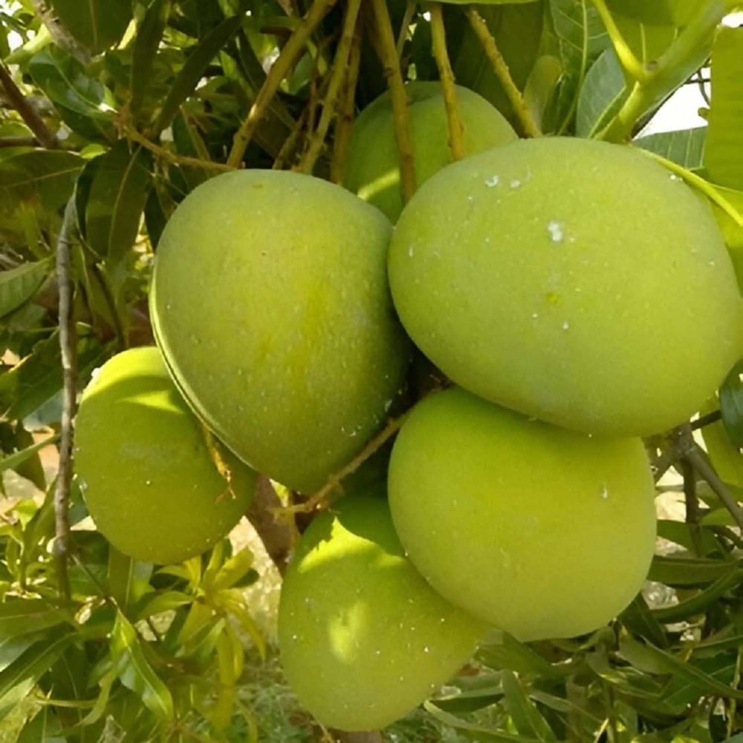 Mango Himsagar All Time Variety Grafted Aam Fruit Plants & Tree(1.5-3 Feet Size) - Tapobon