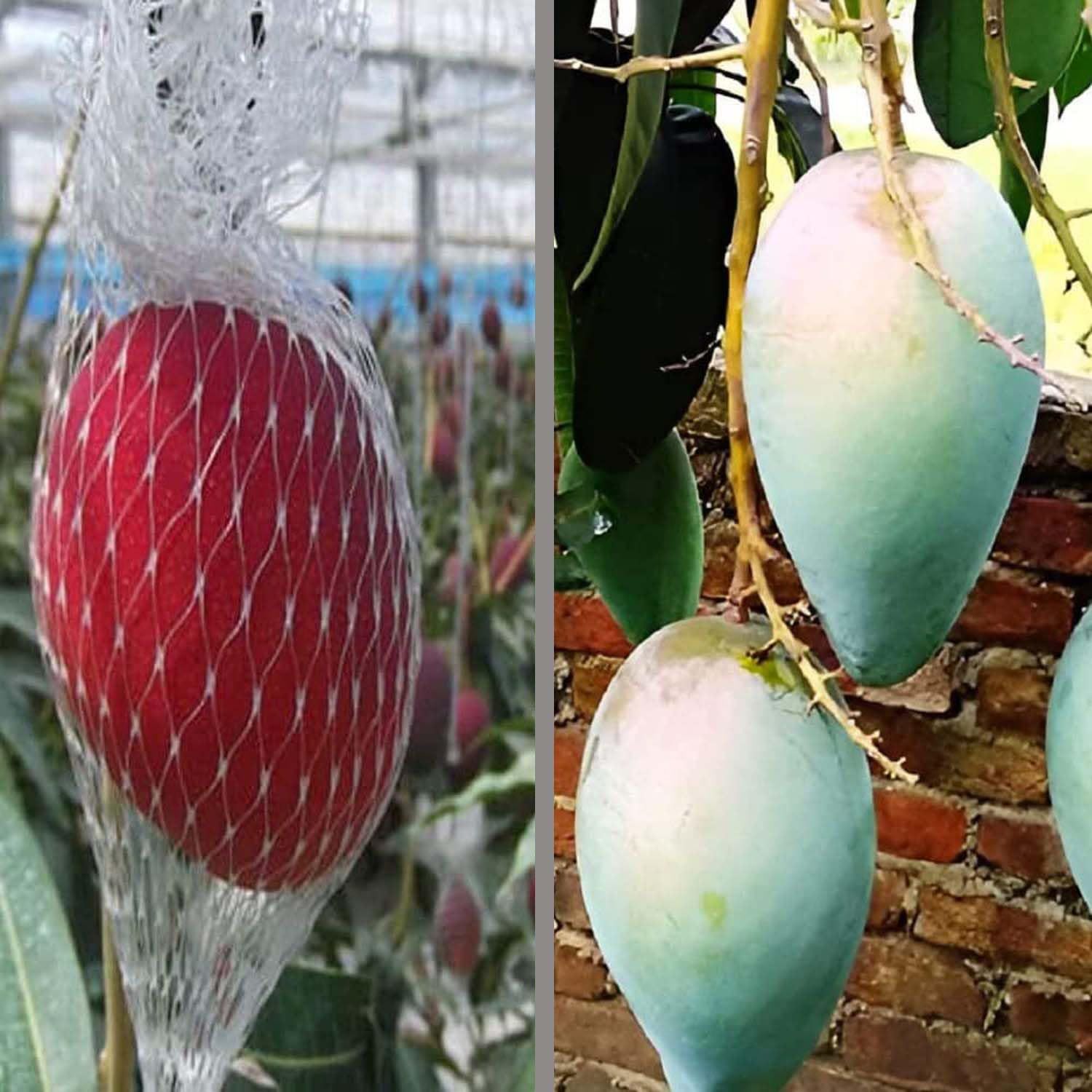 Combo Mango Egg of Sun Miyazaki & Thai Catimon Katimon Variety Grafted Aam Fruit Plants & Tree(1.5-3 Feet Size) (Pack of 2) - Tapobon