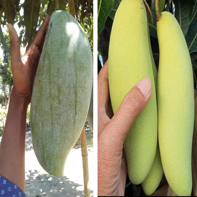 Combo Mango Brunei King & Thai Banana Variety Grafted Aam Fruit Plants & Tree(1.5-3 Feet Size) (Pack of 2) - Tapobon