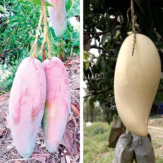 Combo Mango Chiang mai Mahachanok & Nam Dok Mai Variety Grafted Aam Fruit Plants & Tree(1.5-3 Feet Size) (Pack of 2) - Tapobon