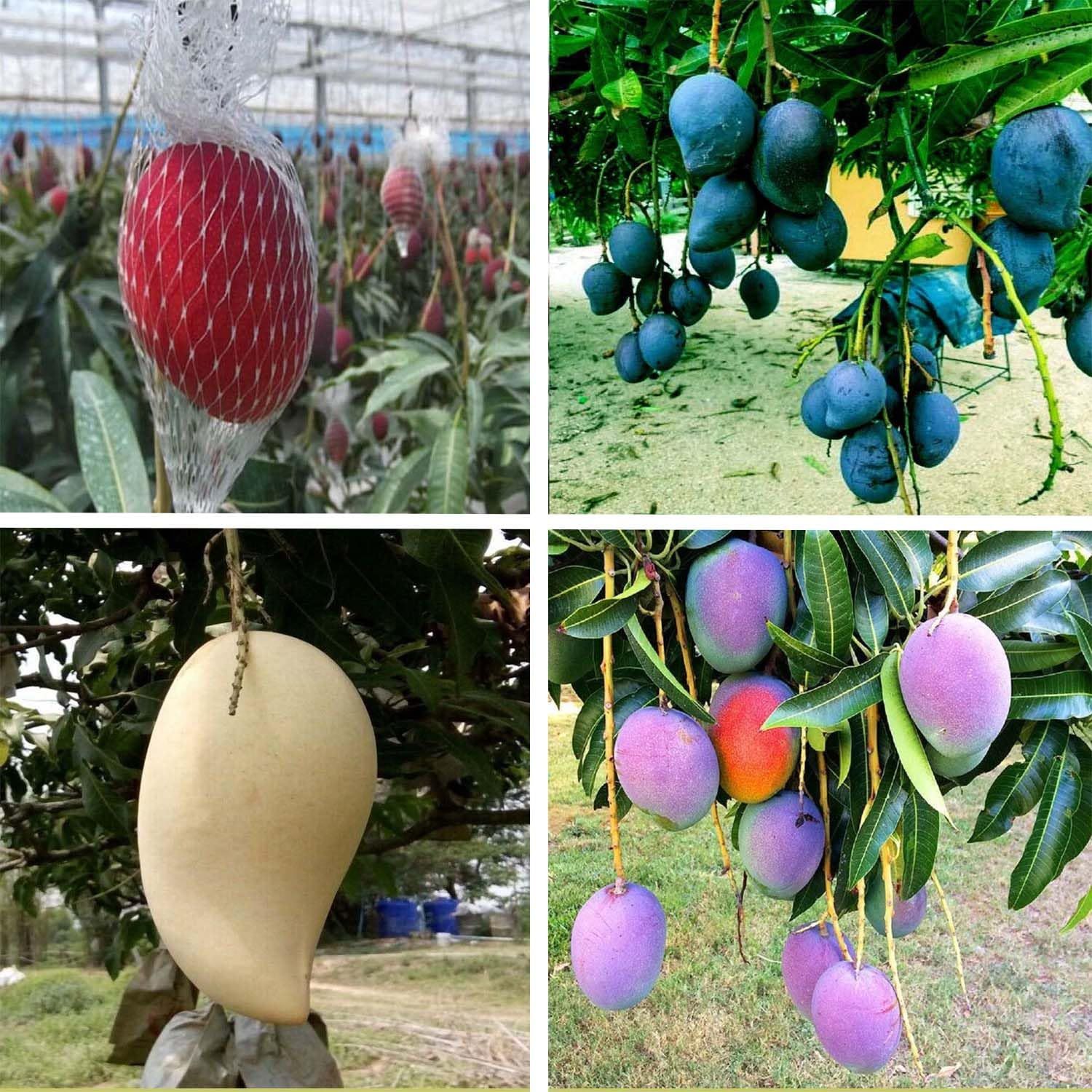 Combo Mango Egg of Sun Miyazaki, Black Stone, Thai Nam Dok Mai & Nam Dok Mai Si Mueng Purple Variety Grafted Aam Fruit Plants & Tree(1.5-3 Feet Size) (Pack of 4) - Tapobon