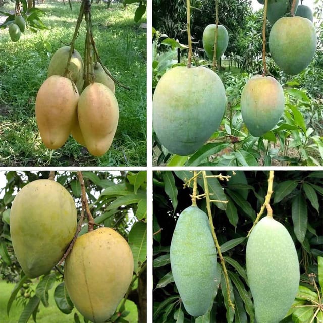 Combo Mango Bangladesh Bari 4, Bari 11, Haribhanga & Sweet Kaccha Mitha Variety Grafted Aam Fruit Plants & Tree(1.5-3 Feet Size) (Pack of 4) - Tapobon
