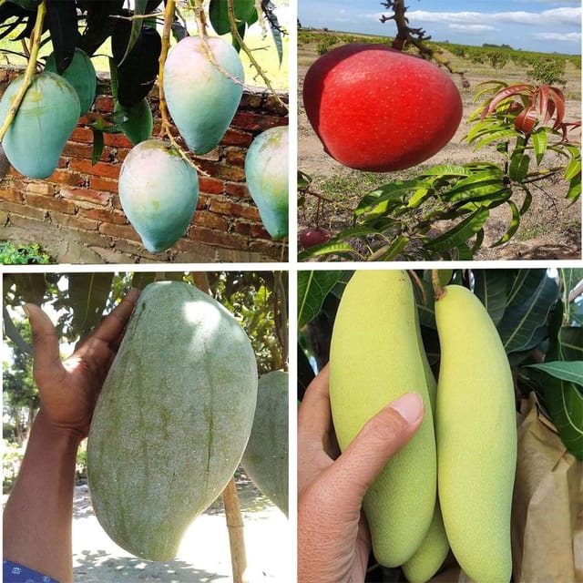 Combo Mango Thai Catimon Katimon All Time, Apple Mango, Brunei King & Thai Banana Variety Grafted Aam Fruit Plants & Tree(1.5-3 Feet Size) (Pack of 4) - Tapobon