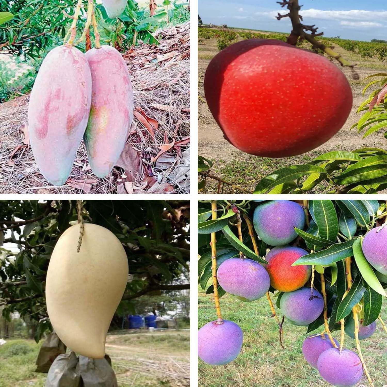 Combo Mango Thai Chiang Mai, Apple, Irwin Purple & Thai Nam Dok Mai Variety Grafted Aam Fruit Plants & Tree(1.5-3 Feet Size) (Pack of 4) - Tapobon