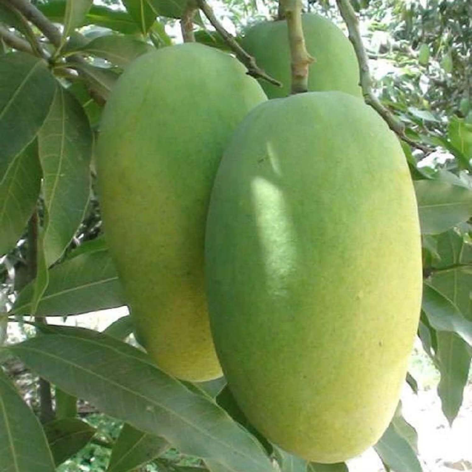 Mango Dasheri Variety Grafted Aam Fruit Plants & Tree(1.5-3 Feet Size) - Tapobon