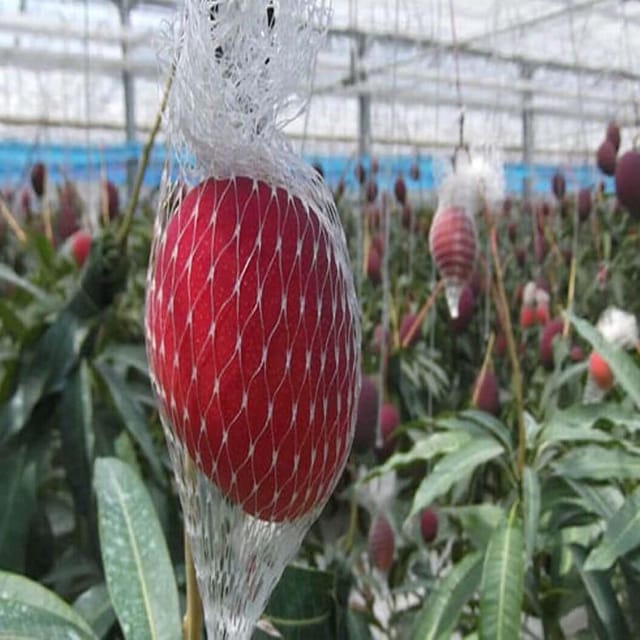 Mango Miyazaki Egg of Sun Taiyo No Tamago Variety Grafted Aam Fruit Plants & Tree(1.5-3 Feet Size) - Tapobon