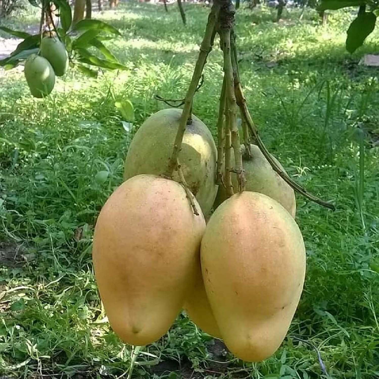 Mango Bangladesh Bari 11 All Time Variety Grafted Aam Fruit Plants & Tree(1.5-3 Feet Size) - Tapobon