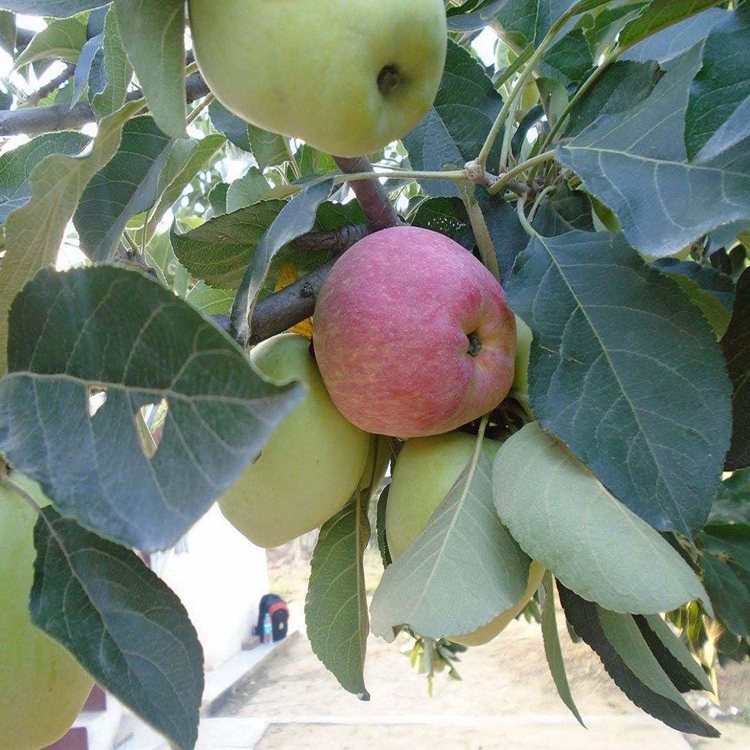 Apple Hariman 99 Low Chill Variety Grafted Seb Fruit Plants & Tree(1.5-3 Feet Size) - Tapobon