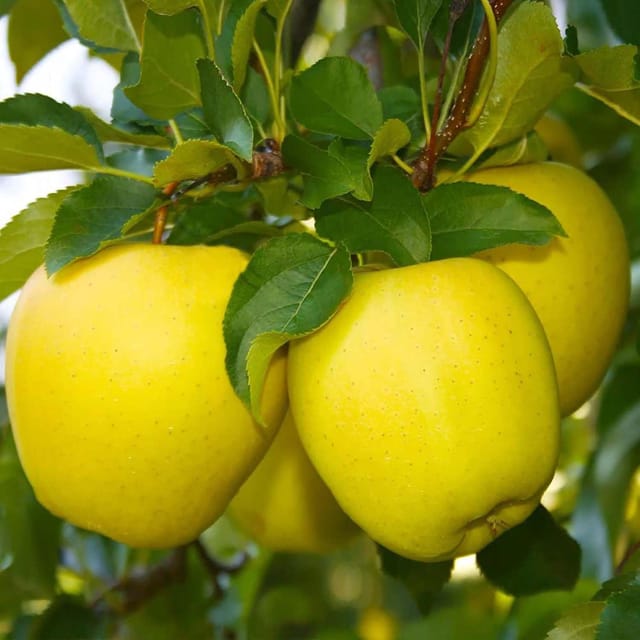 Apple Dorsett Golden Low Chill Variety Grafted Seb Fruit Plants & Tree(1.5-3 Feet Size) - Tapobon