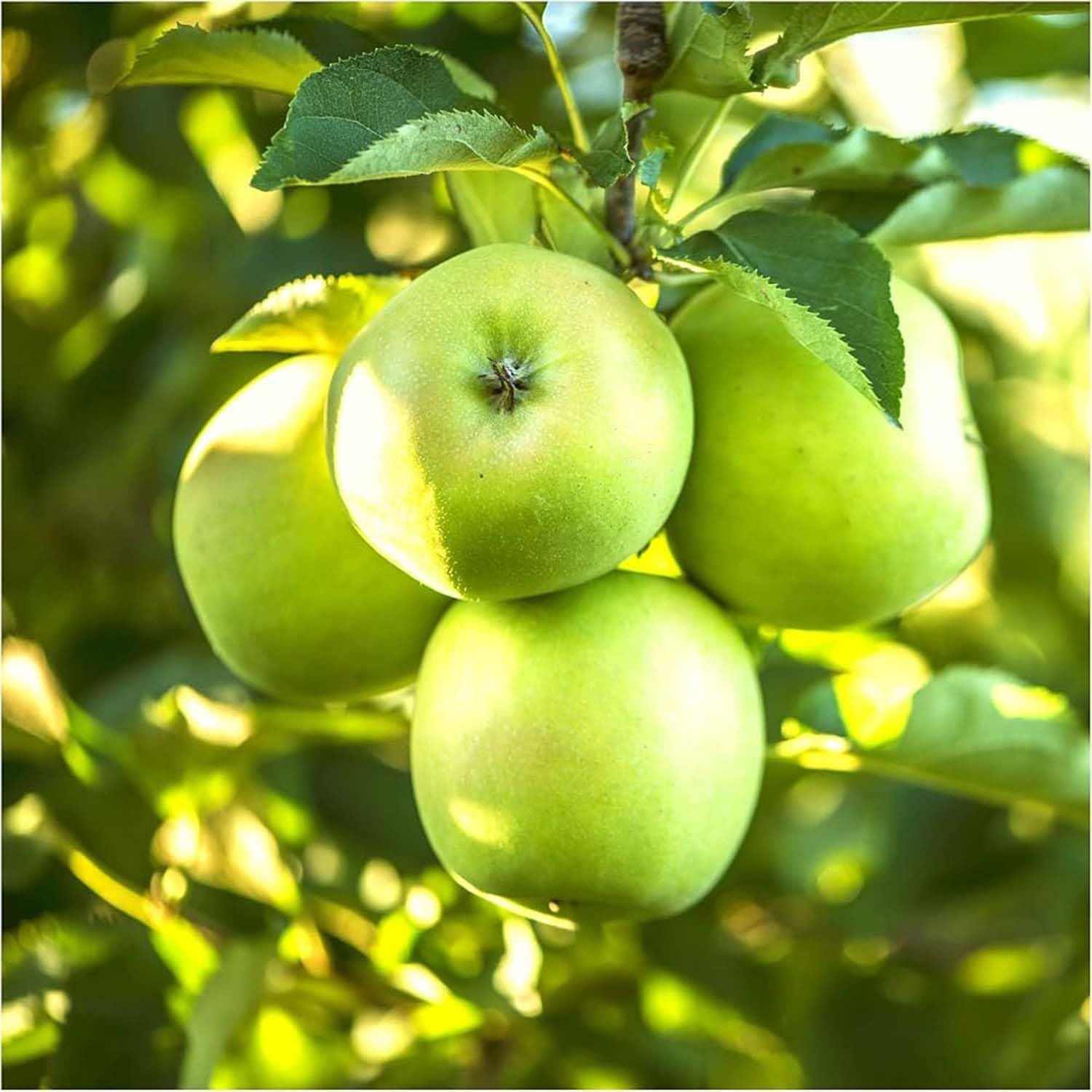 Apple Granny Smith Green Variety Grafted Seb Fruit Plants & Tree(1.5-3 Feet Size) - Tapobon
