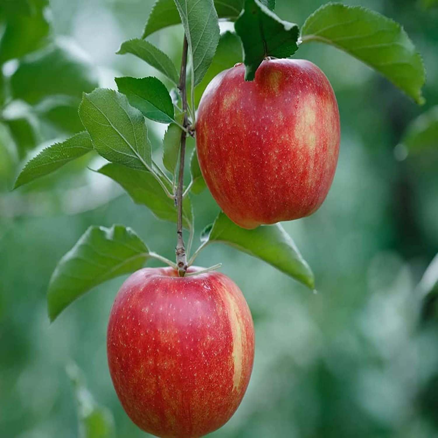 Apple Early Fuji Low Chill Variety Grafted Seb Fruit Plants & Tree(1.5-3 Feet Size) - Tapobon