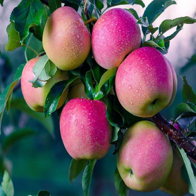 Apple Pink Lady Variety Grafted Seb Fruit Plants & Tree(1.5-3 Feet Size) - Tapobon