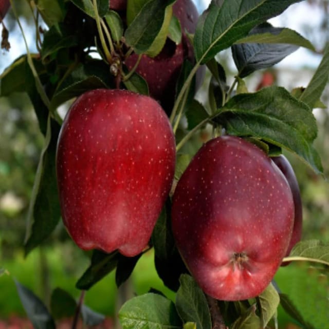 Apple Michael Low Chill Variety Grafted Seb Fruit Plants & Tree(1.5-3 Feet Size) - Tapobon
