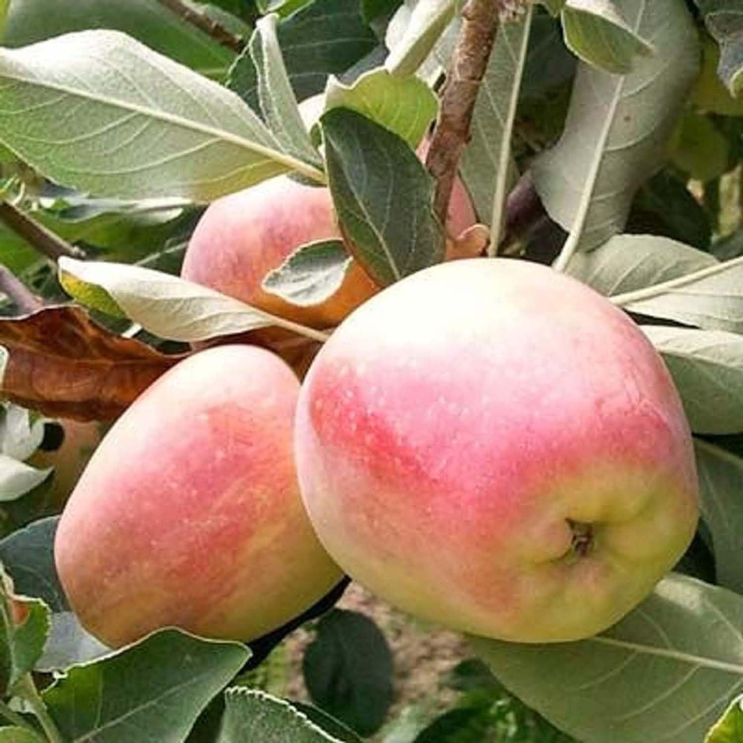 Apple Red Anna Variety Low Chill Fruit Variety Grafted Seb Fruit Plants & Tree(1.5-3 Feet Size) - Tapobon
