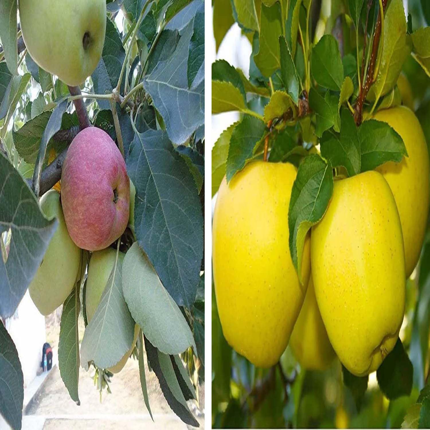 Combo Apple Seb Hariman 99 & Dorsett Golden Low Chill Variety Grafted Seb Fruit Plants & Tree(1.5-3 Feet Size) (Pack of 2) - Tapobon