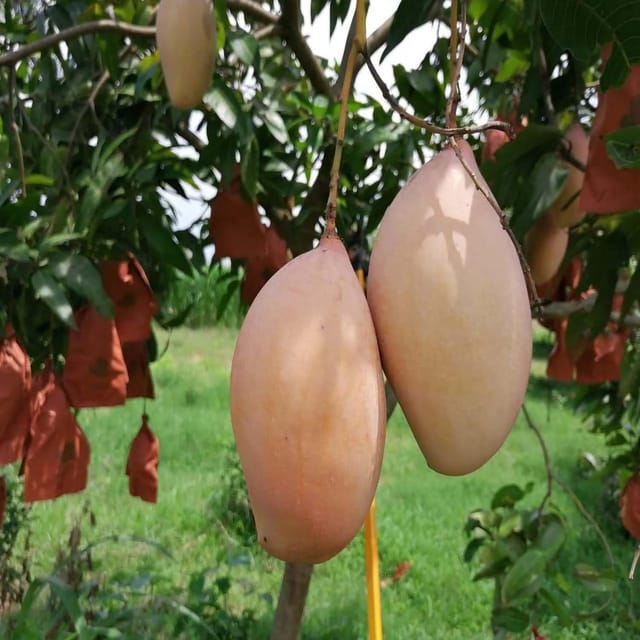 Mango Totapuri Variety Grafted Aam Fruit Plants & Tree(1.5-3 Feet Size) - Tapobon