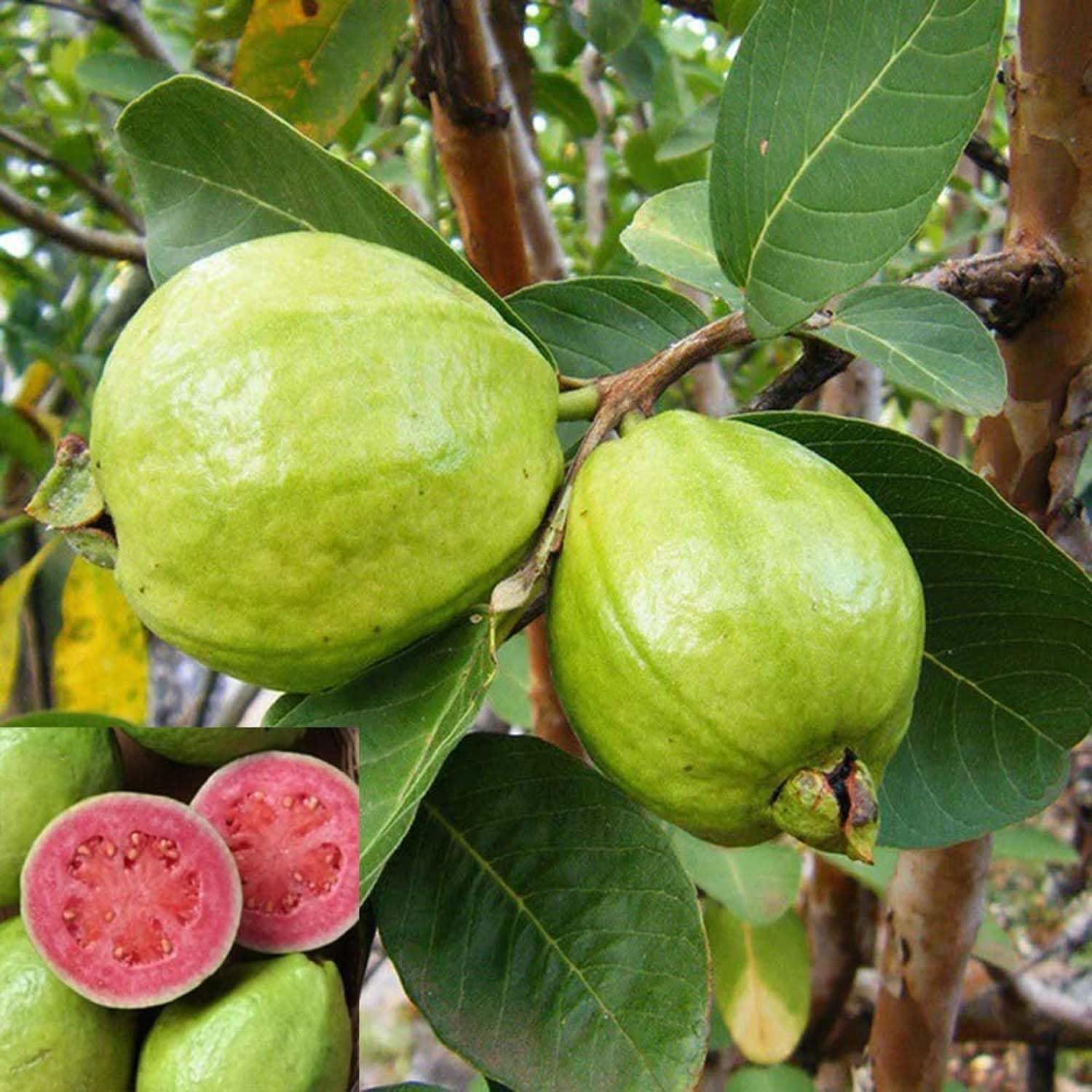 Guava Pink Lalit Lalitha Amrood Variety Fruit (Air Layering/Grafted) Plants & Tree(1.5-3 Feet Size) - Tapobon