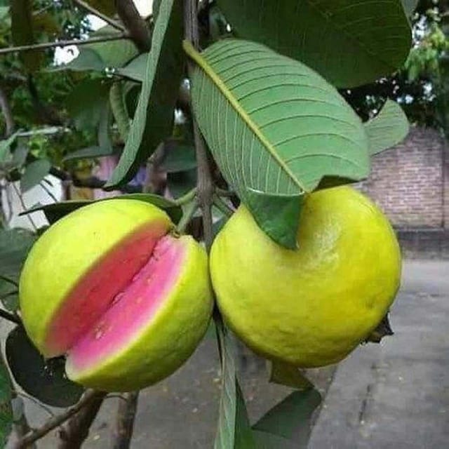 Guava Arka Kiran Amrood Variety Fruit (Air Layering/Grafted) Plants & Tree(1.5-3 Feet Size) - Tapobon