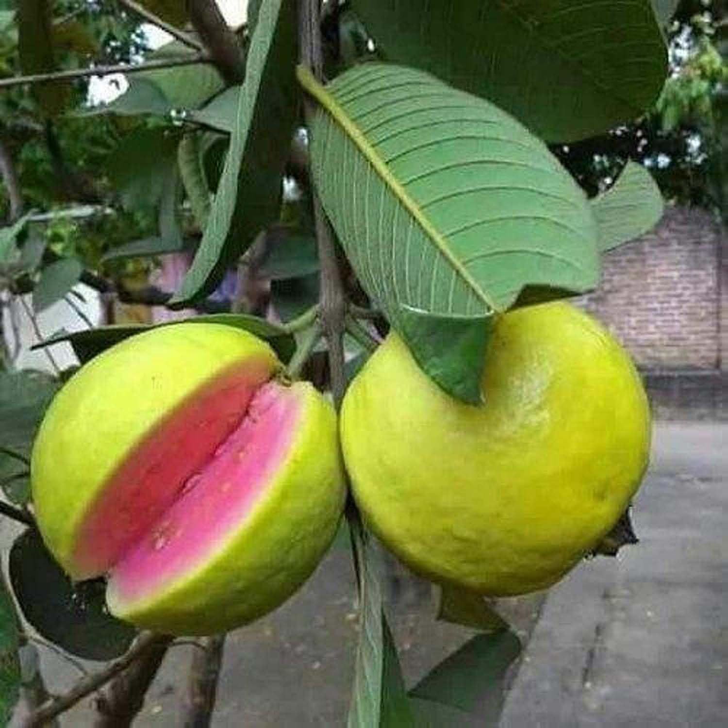 Guava Arka Kiran Amrood Variety Fruit (Air Layering/Grafted) Plants & Tree(1.5-3 Feet Size) - Tapobon