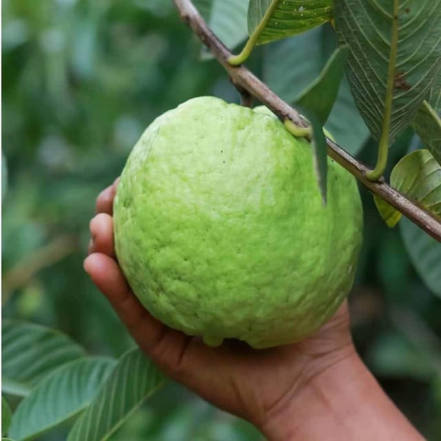 Guava KG Big size Amrood Variety Fruit (Air Layering/Grafted) Plants & Tree(1.5-3 Feet Size) - Tapobon