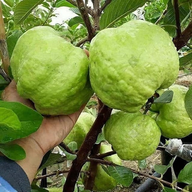 Guava Super Kiran Thai 5 Amrood Variety Fruit (Air Layering/Grafted) Plants & Tree(1.5-3 Feet Size) - Tapobon