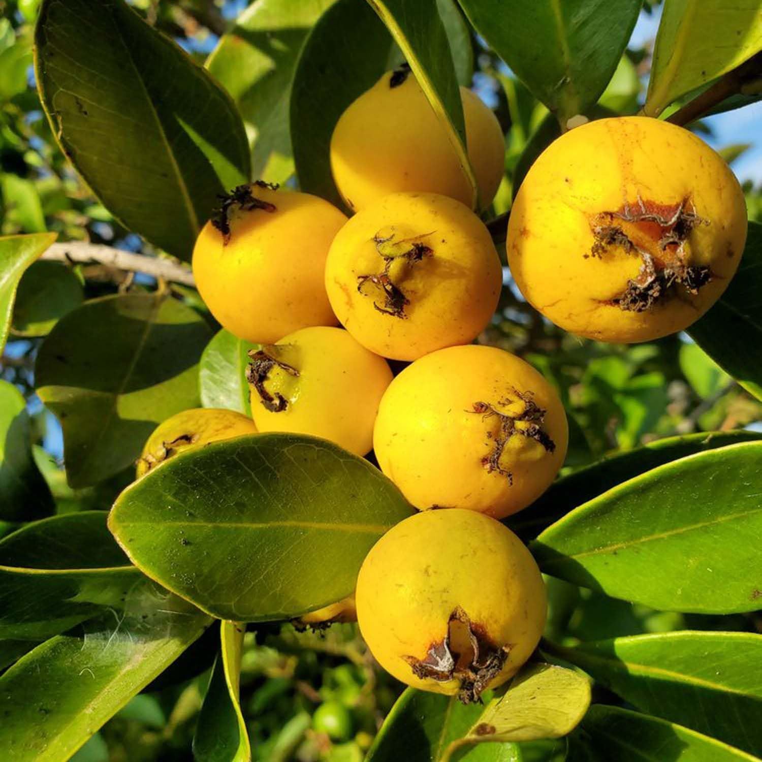 Guava Yellow Strawberry Amrood Variety Fruit (Air Layering/Grafted) Plants & Tree(1.5-3 Feet Size) - Tapobon