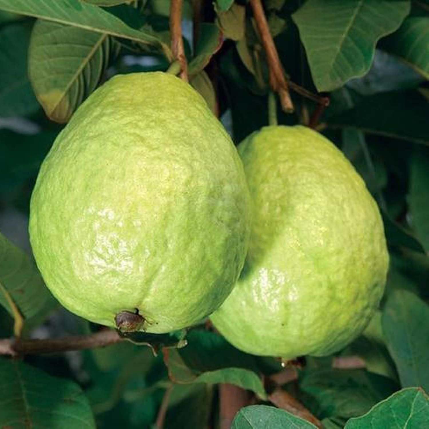 Guava Sardar Lucknow-49 L-49 Amrood Variety Fruit (Air Layering/Grafted) Plants & Tree(1.5-3 Feet Size) - Tapobon