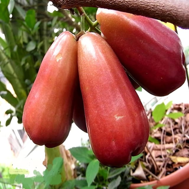 Jambu King Kong Wax Water Java Apple Variety Fruit (Air Layering/Grafted) Plants & Tree(1.5-3 Feet Size) - Tapobon Jambu King Kong Wax Water Java Apple Variety Fruit (Air Layering/Grafted) Plants & Tree(1.5-3 Feet Size) - Tapobon