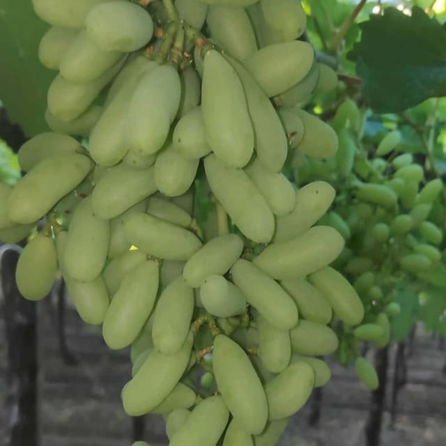 Grapes Green Super Sonaka Seedless Variety Angoor Fruit (Air Layering/Grafted) Plants & Tree - Tapobon