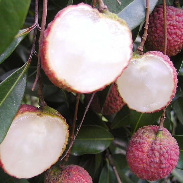 Litchi Early Seedless Variety Lychee Fruit (Air Layering/Grafted) Plants & Tree(1-2 Feet Size) - Tapobon