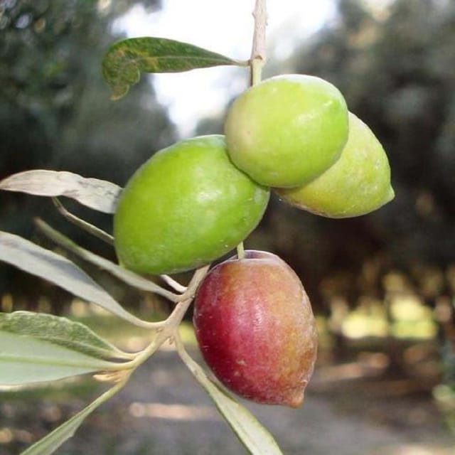 Sweet Olive Jalpai All Time Fruit (Air Layering/Grafted) Plants & Tree(1.5-3 Feet Size) - Tapobon Sweet Olive Jalpai All Time Fruit (Air Layering/Grafted) Plants & Tree(1.5-3 Feet Size) - Tapobon