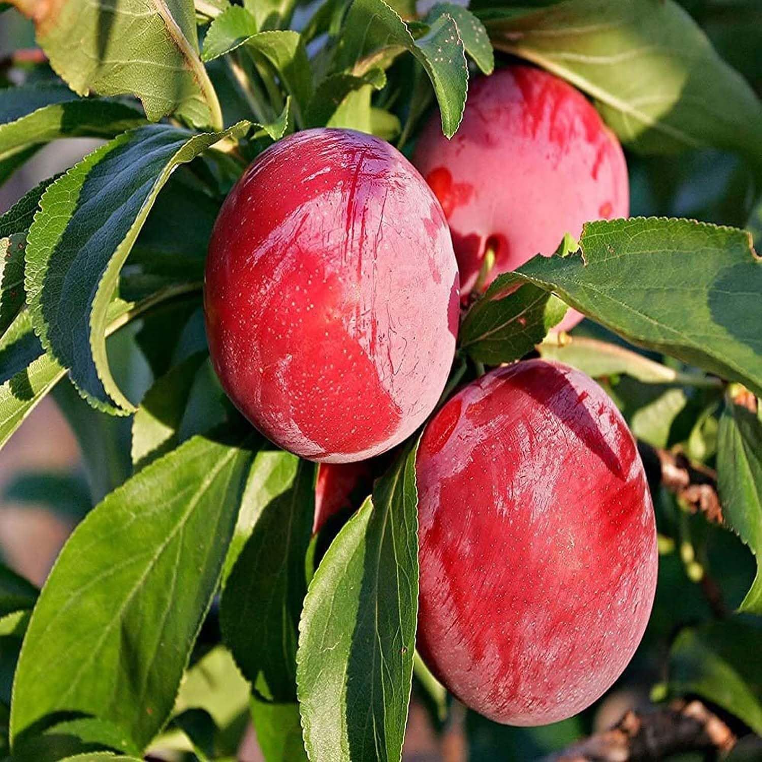 Plum Red Aloo Bukhara Variety Fruit (Air Layering/Grafted) Plants & Tree(1.5-3 Feet Size) - Tapobon