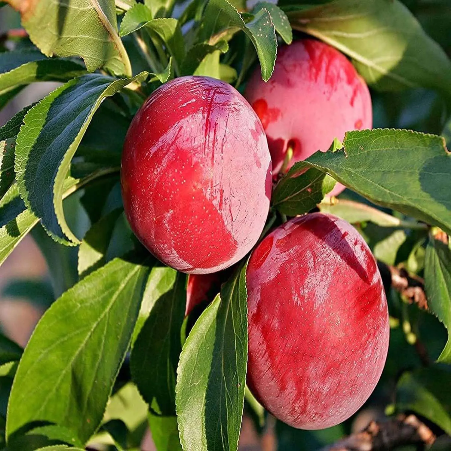 Plum Red Aloo Bukhara Variety Fruit (Air Layering/Grafted) Plants & Tree(1.5-3 Feet Size) - Tapobon