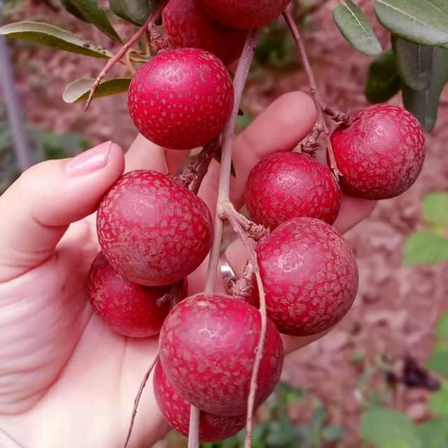 Ruby Red Plus Variety Dragon Eye Longan Grafted Plants & Tree(1.5-3 Feet Size) - Tapobon