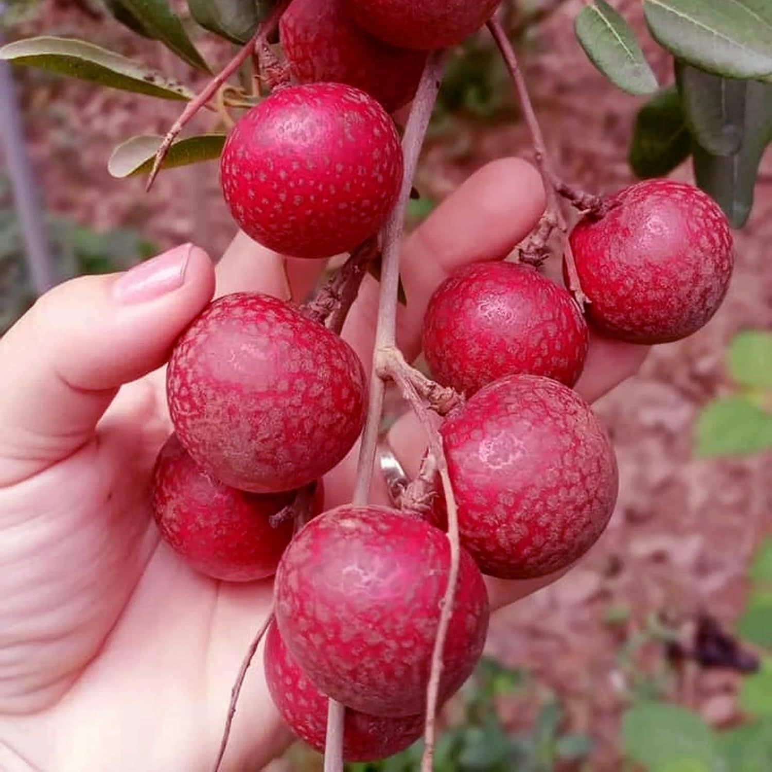 Ruby Red Plus Variety Dragon Eye Longan Grafted Plants & Tree(1.5-3 Feet Size) - Tapobon