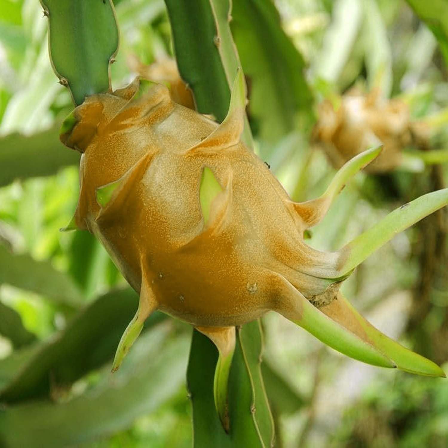 Dragon Hawaiian Orange Variety Fruit (Cutting/Grafted) Plants & Tree(1-2 Feet Size) - Tapobon