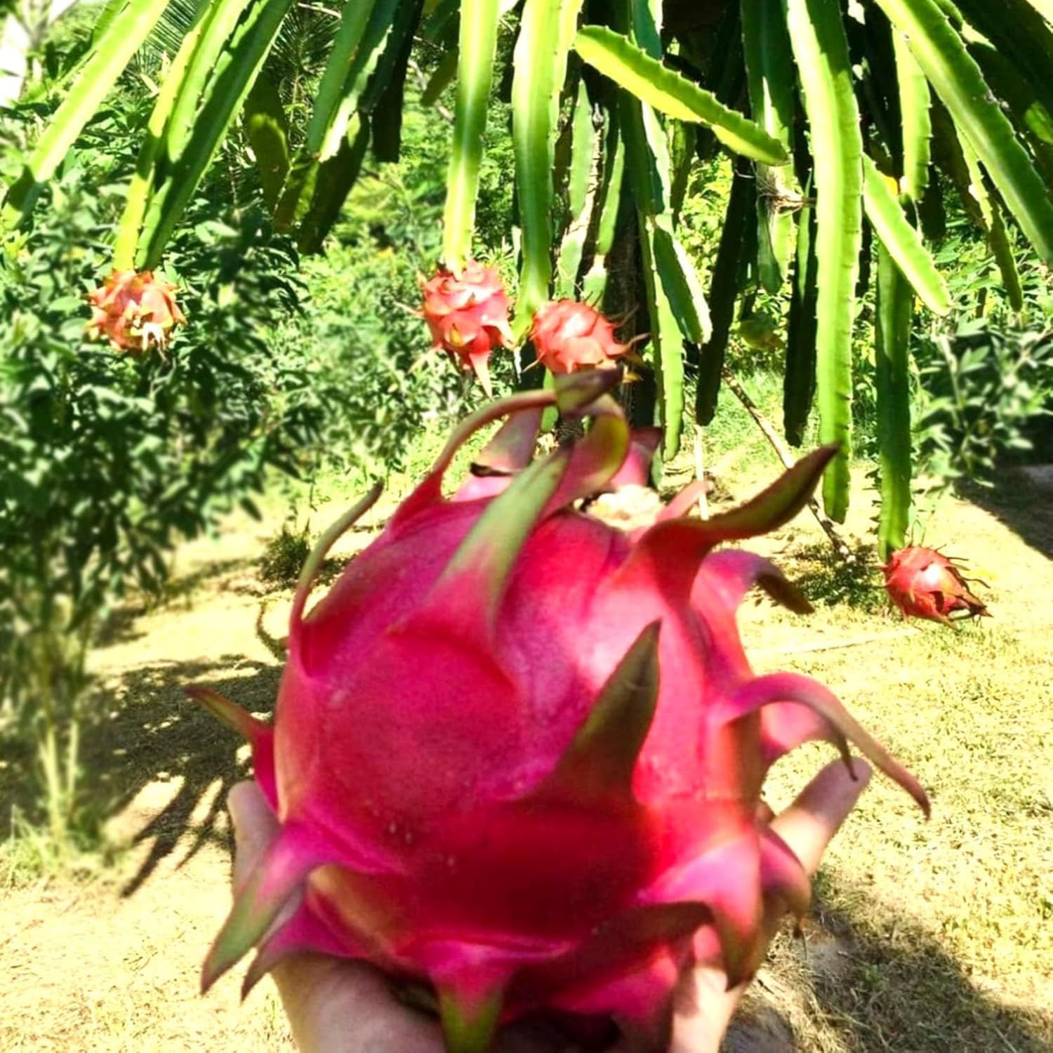 Dragon Siam Red Variety Fruit (Cutting/Grafted) Plants & Tree(1-2 Feet Size) - Tapobon