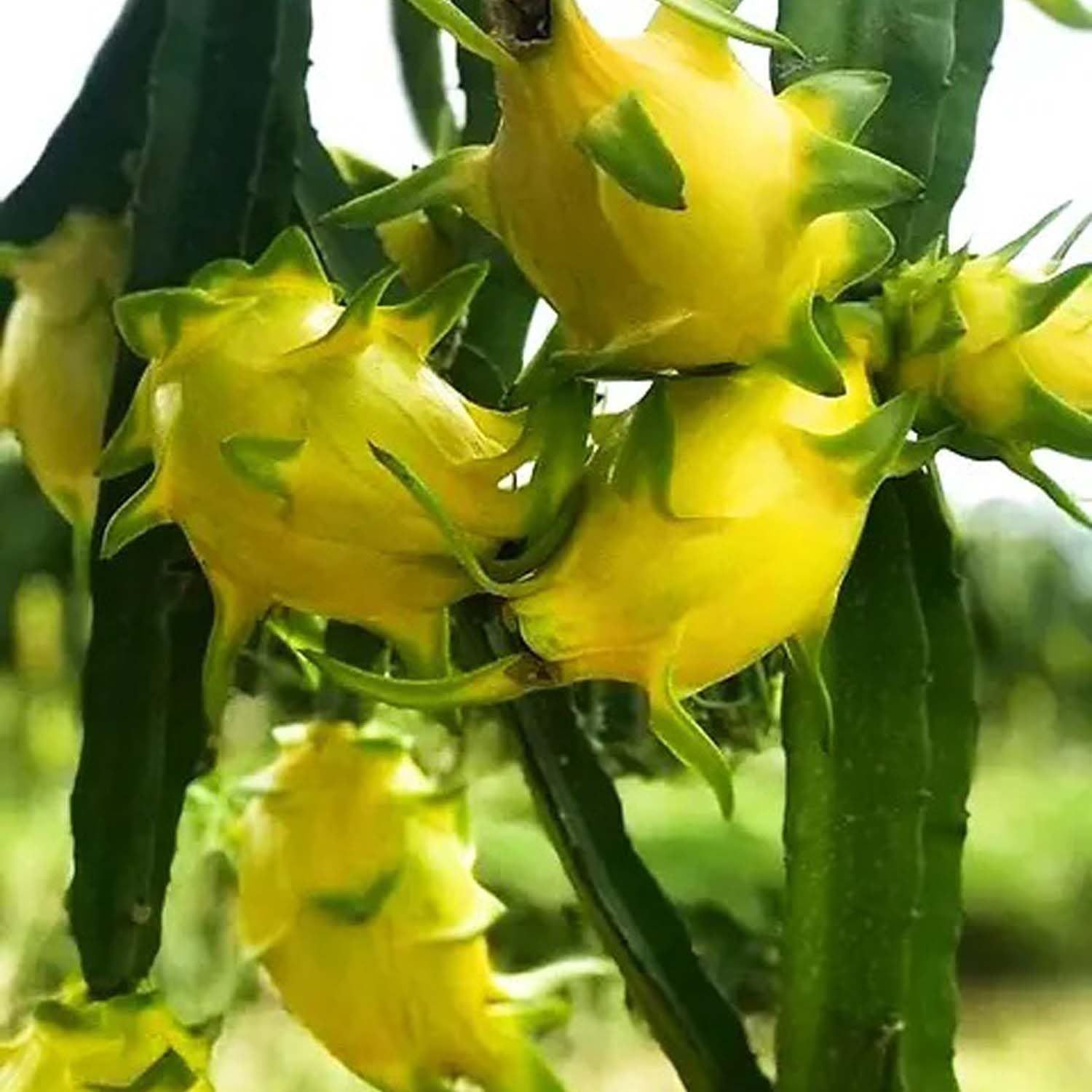 Dragon Yellow Colombiana Variety Fruit (Cutting/Grafted) Plants & Tree(1-2 Feet Size) - Tapobon