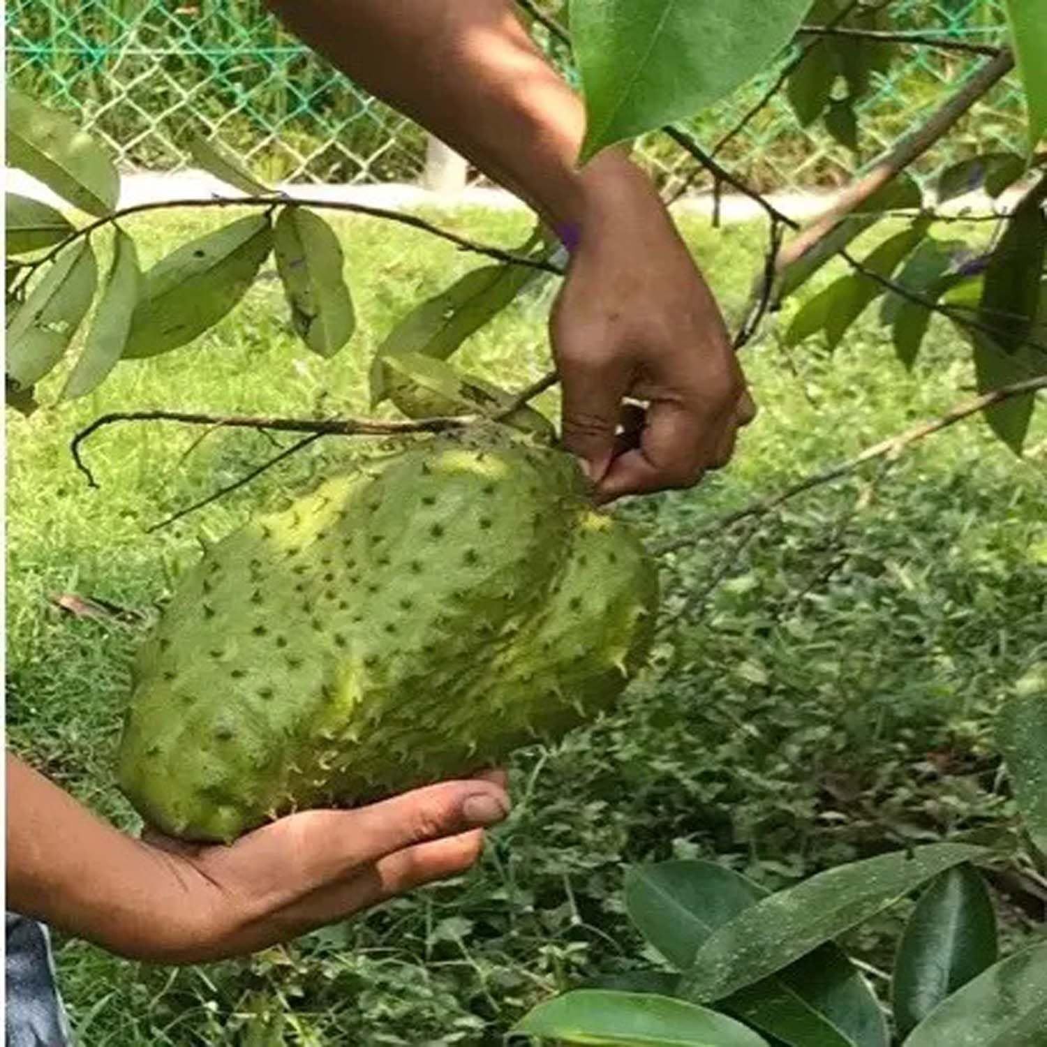 Corossol Sour Soup Lakshman Phal Fruit Plants & Tree(1.5-3 Feet Size) - Tapobon