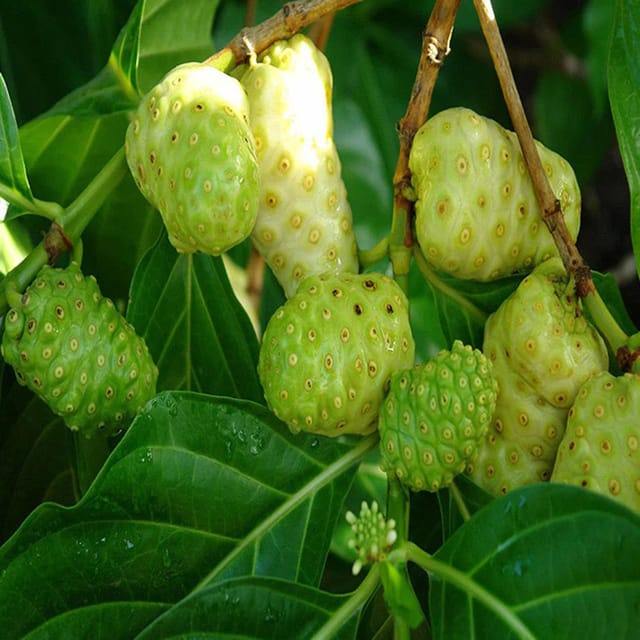 Noni Cheese Fruit Plants & Tree(1.5-3 Feet Size) - Tapobon