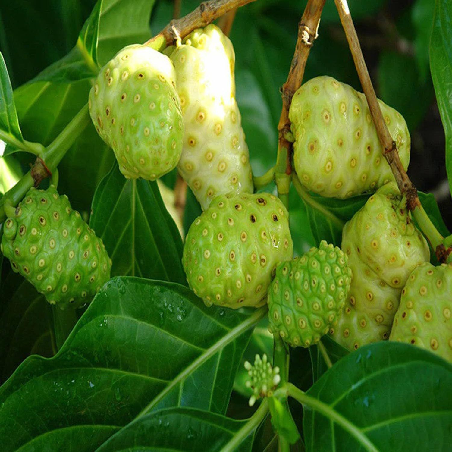 Noni Cheese Fruit Plants & Tree(1.5-3 Feet Size) - Tapobon
