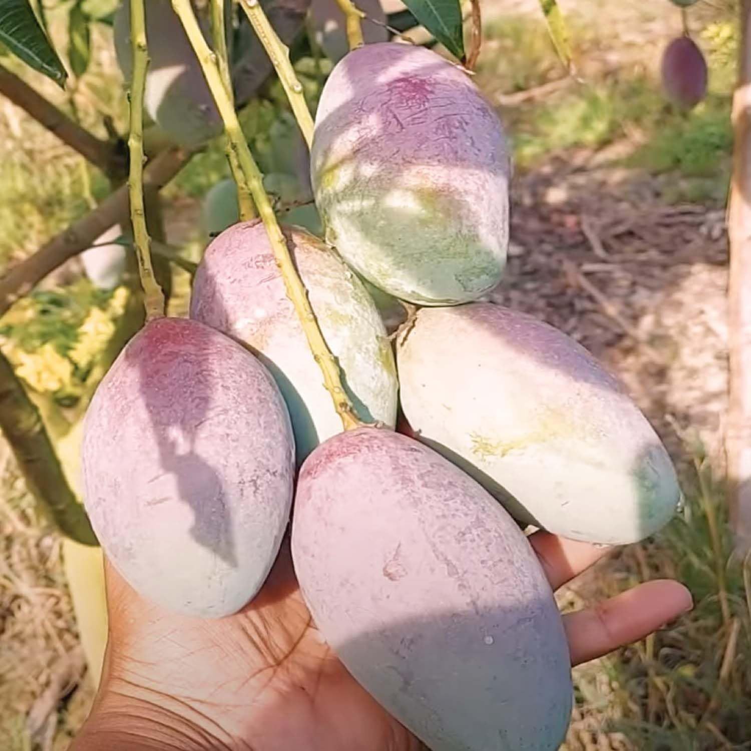 Mango Bari 13 Variety Grafted Aam Fruit Plants & Tree(1.5-3 Feet Size) - Tapobon