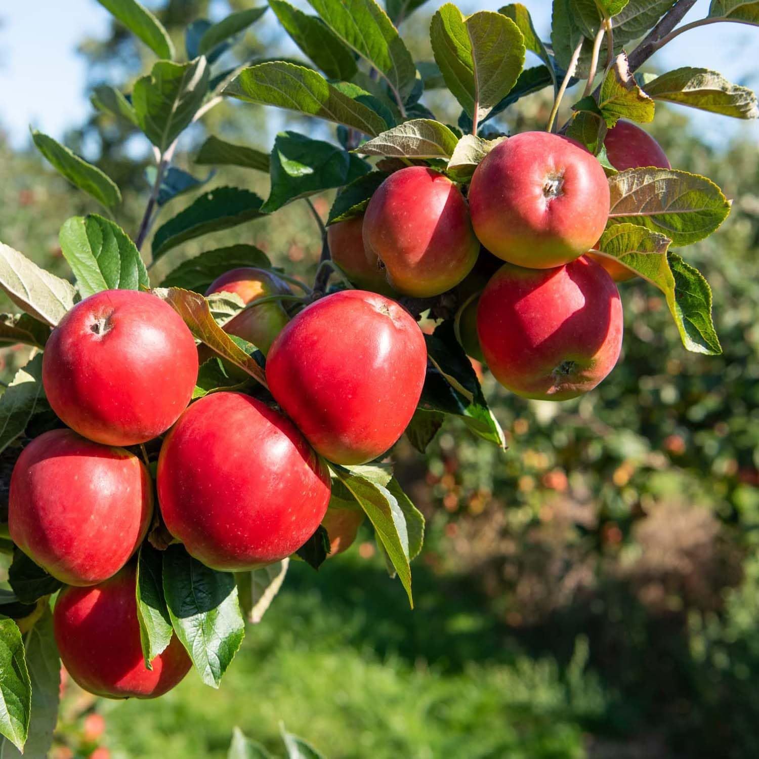 Apple Red Gala Variety Grafted Seb Fruit Plants & Tree(1.5-3 Feet Size) - Tapobon