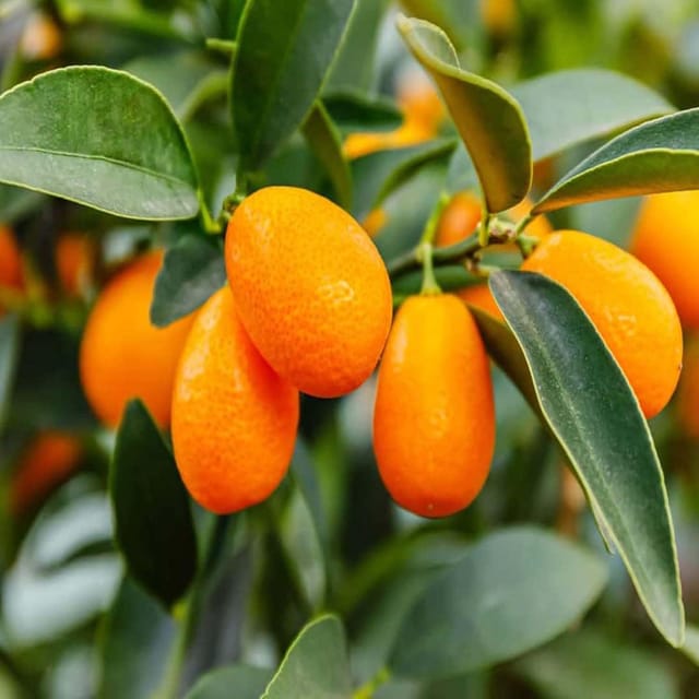 Nimbu Sweet Thai Kumquat Lemon Variety Fruit (Grafted) Plants & Tree(1-2 Feet Size) - Tapobon