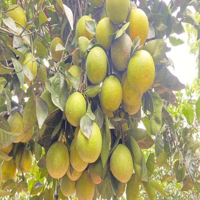 Sweet Indian Mosambi Variety Grafted Fruit Plants & Tree(1-2 Feet Size) - Tapobon