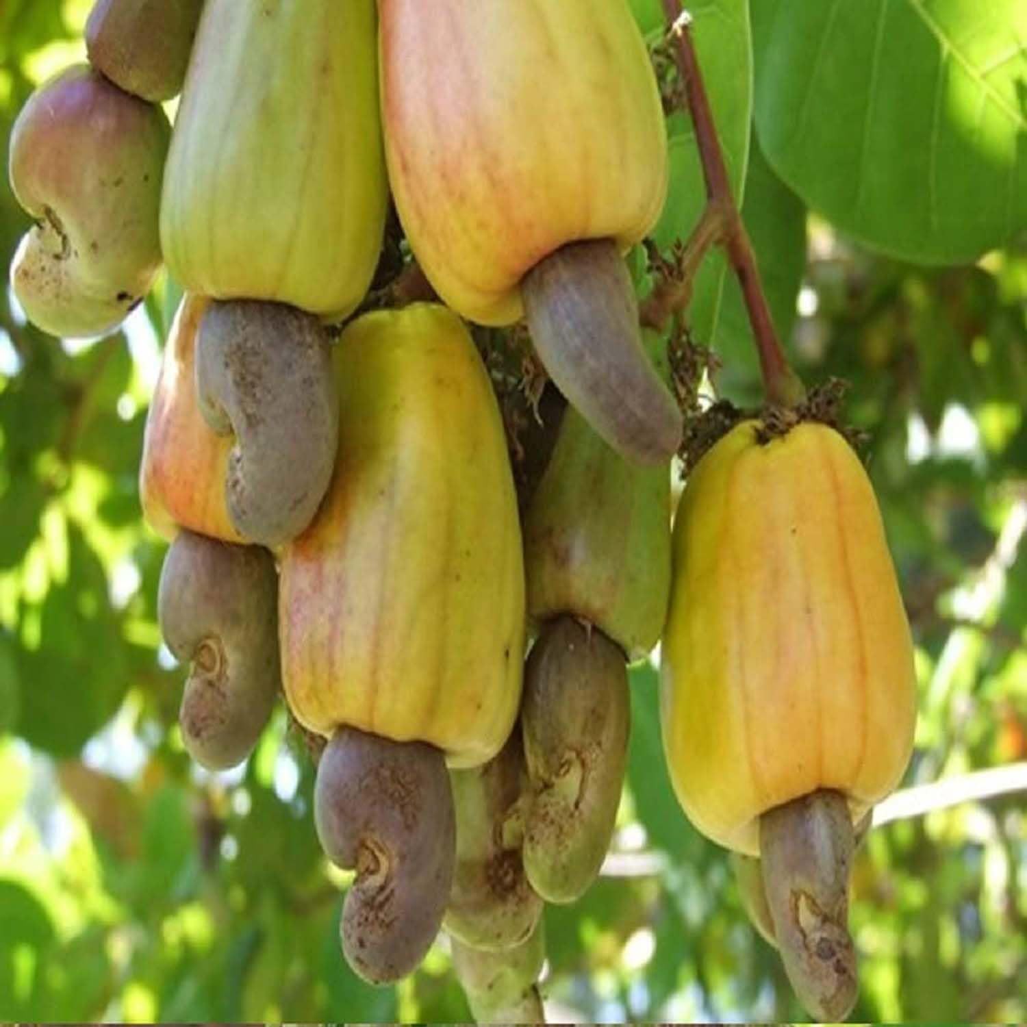 Cashew Vengurla 7 Grafted Variety Nut Kaju Fruit Plants & Tree(1.5-3 Feet Size) - Tapobon