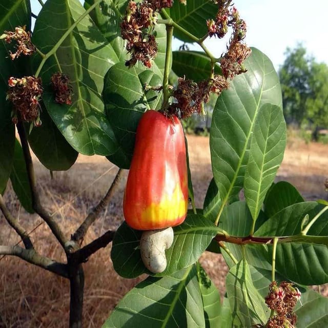 Cashew Jhargram 1 Grafted Variety Nut Kaju Fruit Plants & Tree(1.5-3 Feet Size) - Tapobon Cashew Jhargram 1 Grafted Variety Nut Kaju Fruit Plants & Tree(1.5-3 Feet Size) - Tapobon
