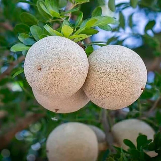 Thai Wood Apple Kot Bel Bael Bilva variety Grafted Fruit Plants & Tree(1.5-3 Feet Size) - Tapobon