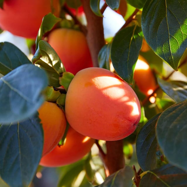 Hachiya Persimmon Variety Fruit Grafted Plants & Tree(2-3 Feet Size) - Tapobon