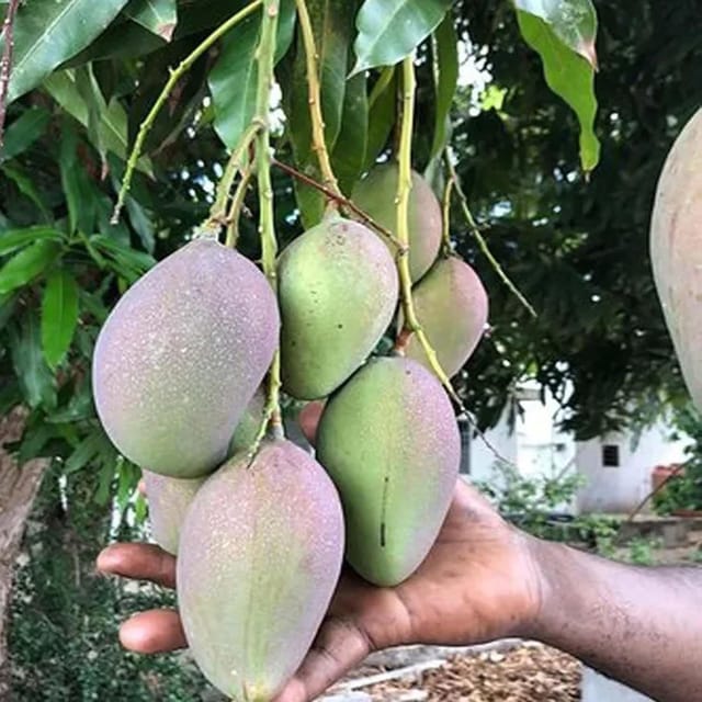 Mango Nelam Variety Grafted Aam Fruit Plants & Tree(1.5-3 Feet Size) - Tapobon